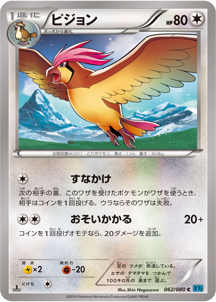 ピジョン [C_062/080_XY2]